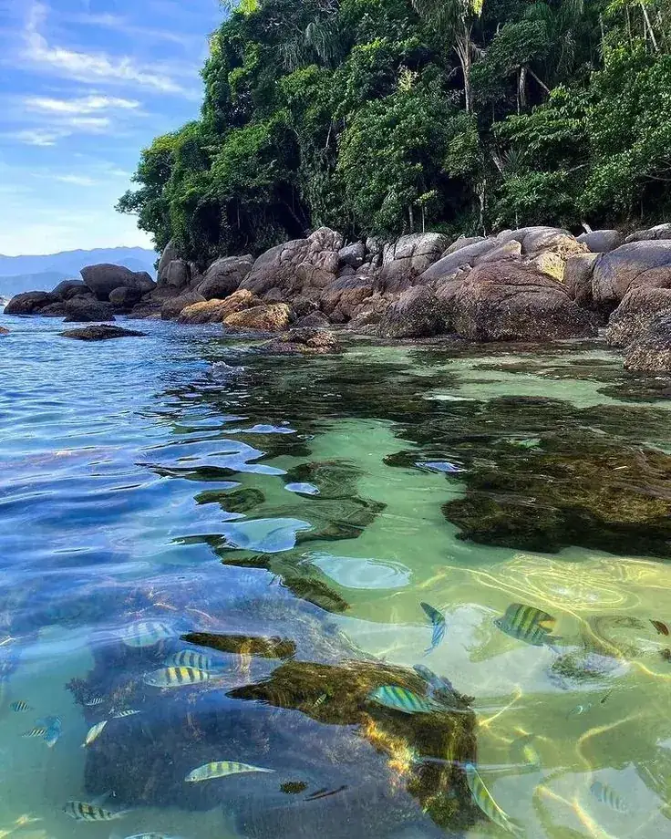 Peixes em águas transparentes junto às pedras e à vegetação da Ilha das Couves