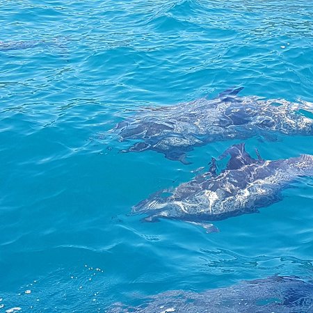 Tartarugas nadando nas águas azuis de Ubatuba, observadas durante um passeio